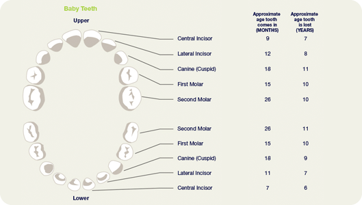 childrens teeth diagram